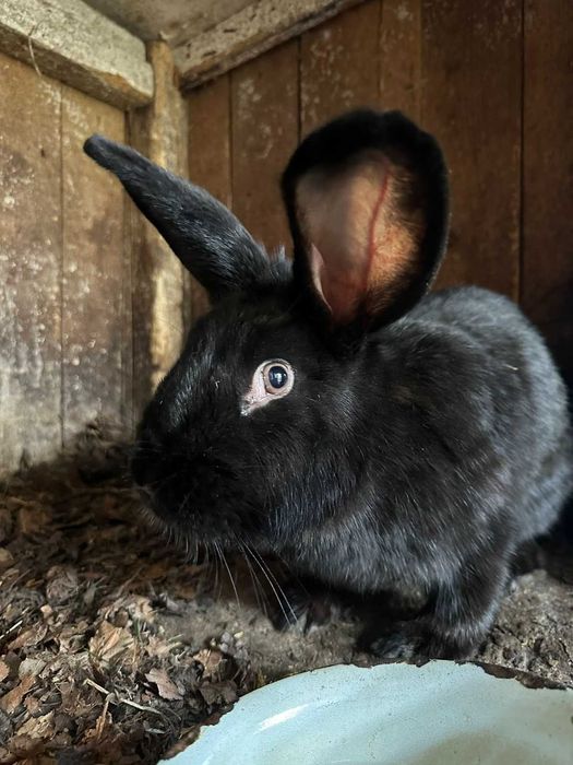 Продам кролей фландер