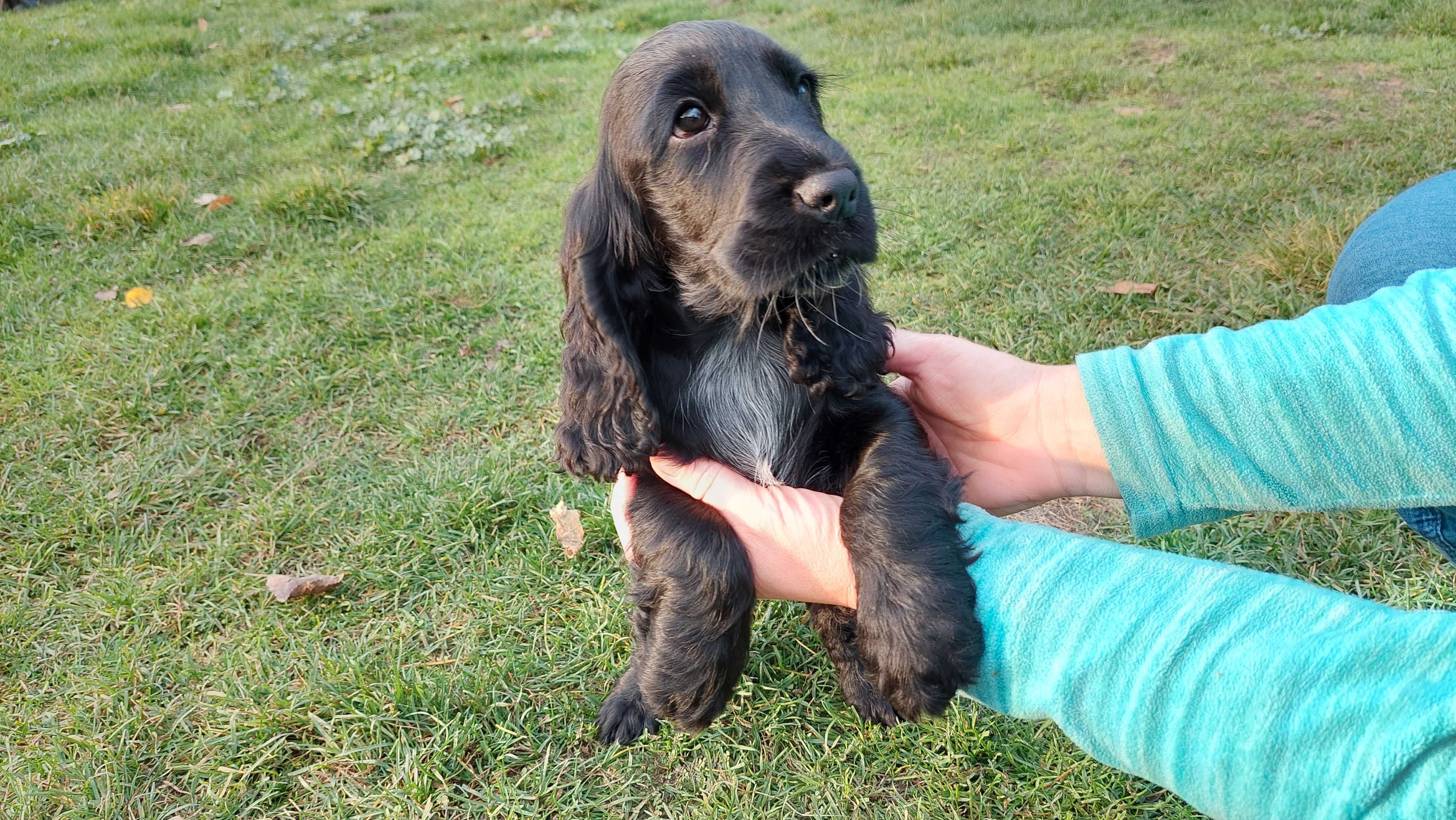 Cocker Spaniel Angielski - Czarne Cuda
