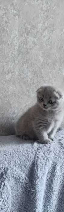 Шотландські кошенята!