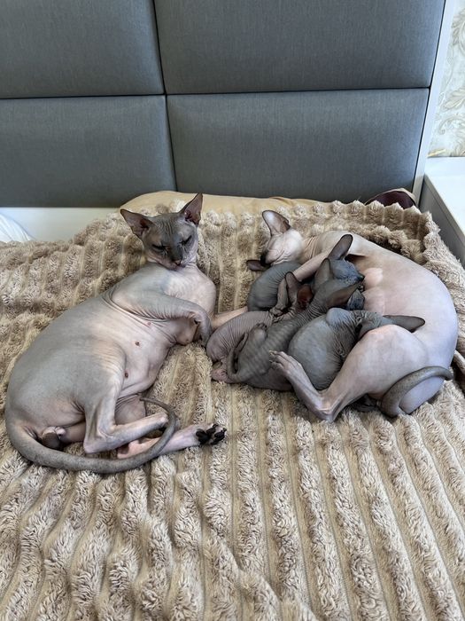 Сфінкс резинка сфинкс