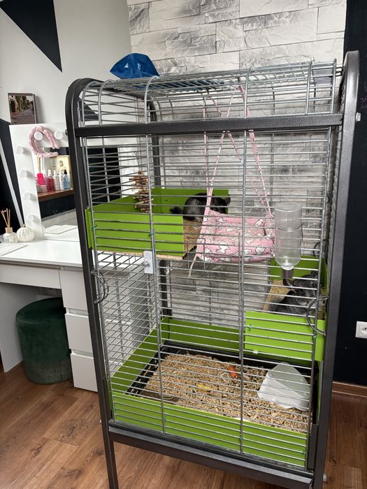 Szenszyle mlode samiczki z klatka