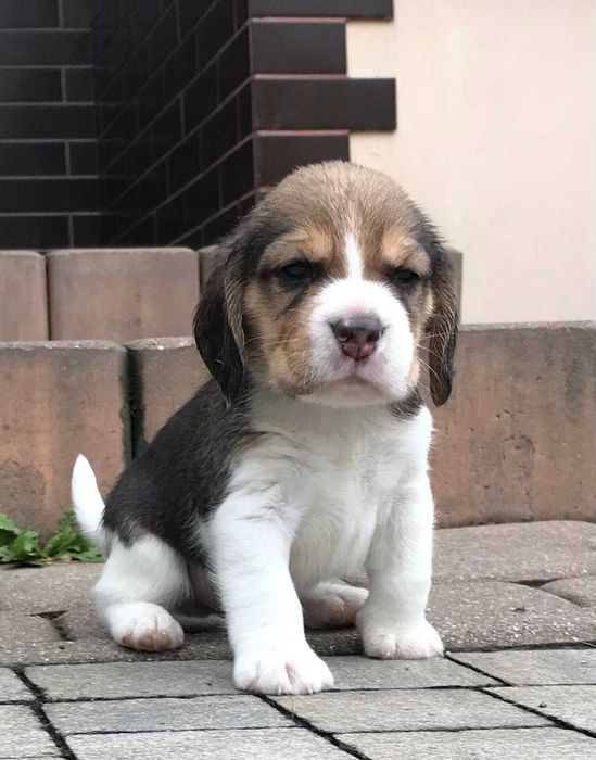 Beagle / Bigle - szczenię rodowodowe ZKwP / FCI po Championie Polski