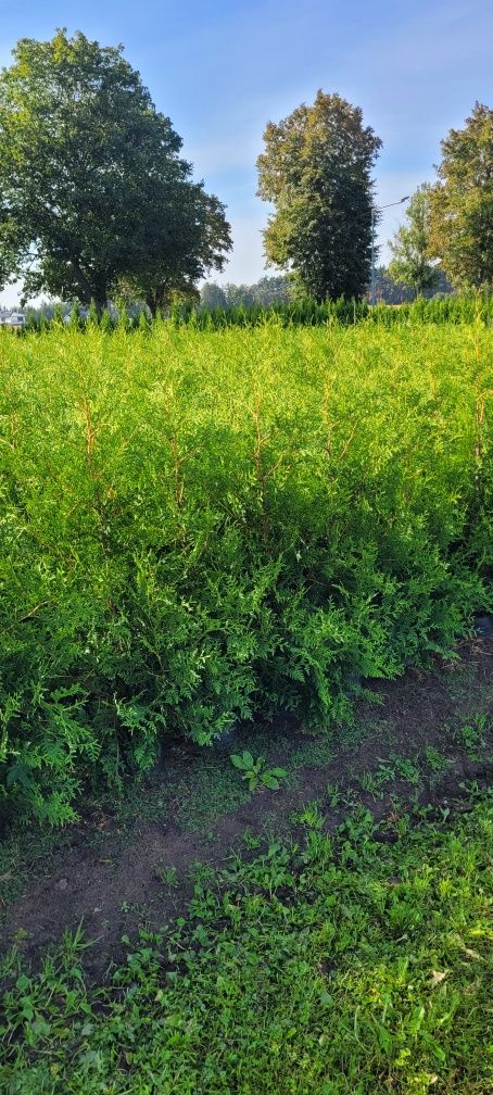 Tuja Smaragd 140 cm tuje 120 thuja szmaragd 100 brabant wysyłka łódź