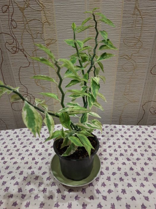 Педилантус   кімнатна рослина