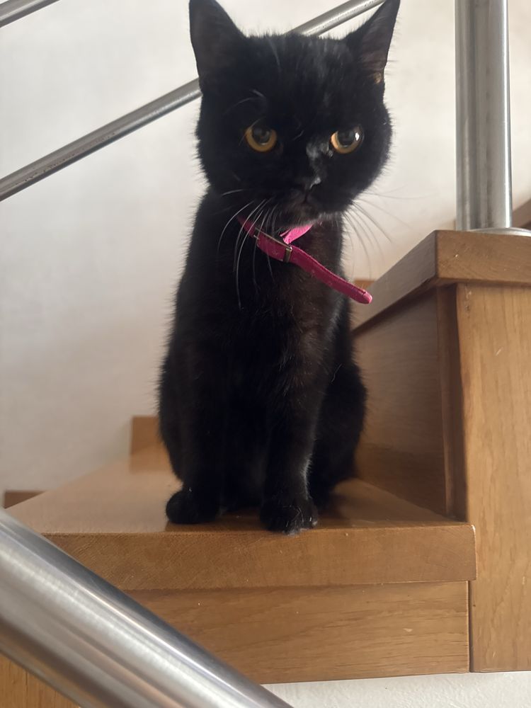 Gatinhos doces adoção