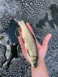 Ryby do stawu amur 20cm