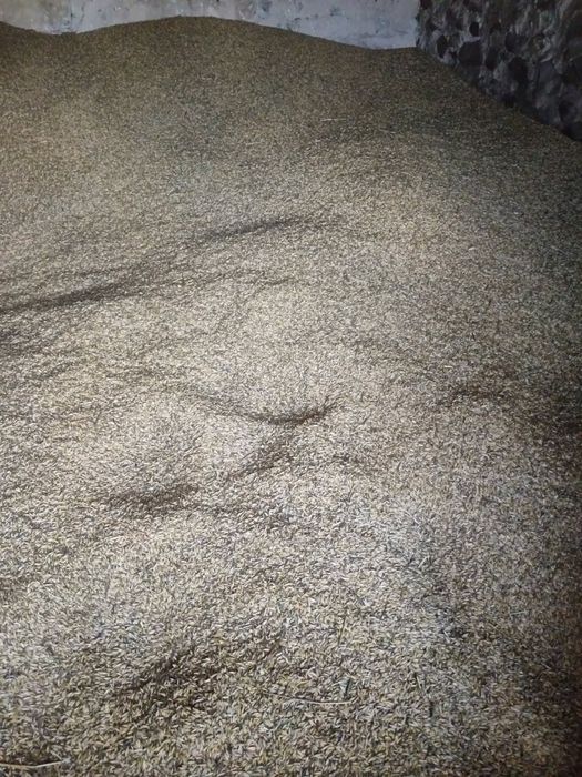 Sprzedam pszenżyto I owies z tegorocznych zbiorów