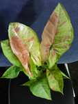 Syngonium Confetti