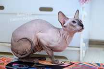 Peterbald koteczka dorosła prawdziwy rodowód