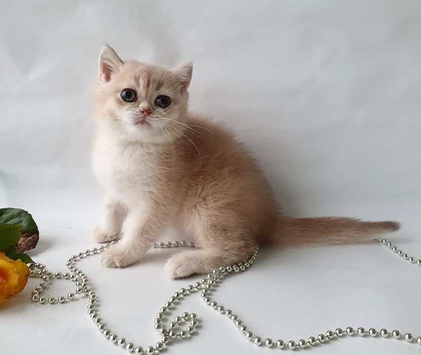 Киев кошечка британка, розового окраса. Котята, кошенята, котики