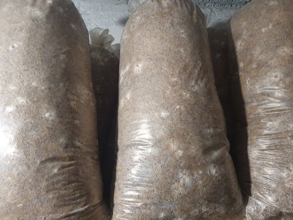 Продам грибные блоки вешенки