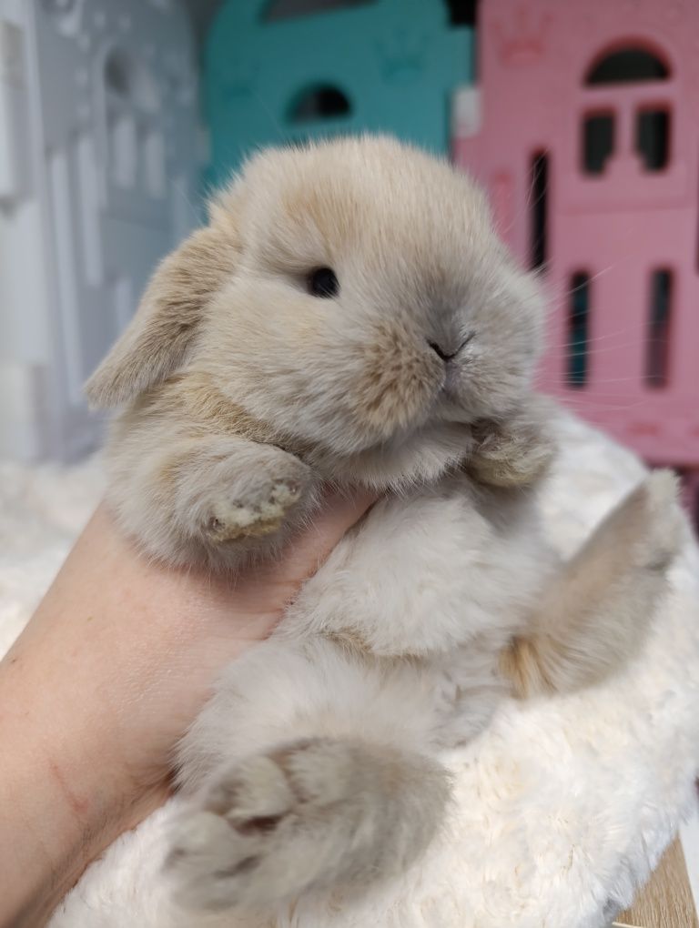 Mini lop królik króliczek hodowla zarejestrowana TOP