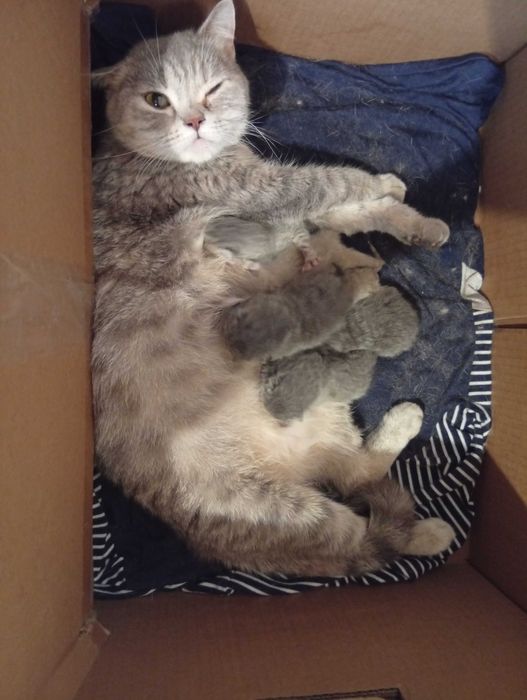 Бронь шотландские малыши