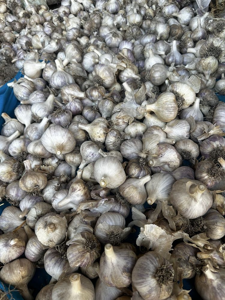 Продамо часник зимній