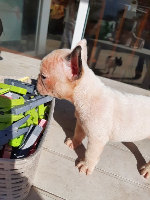 Buldog Blue&fawn pead