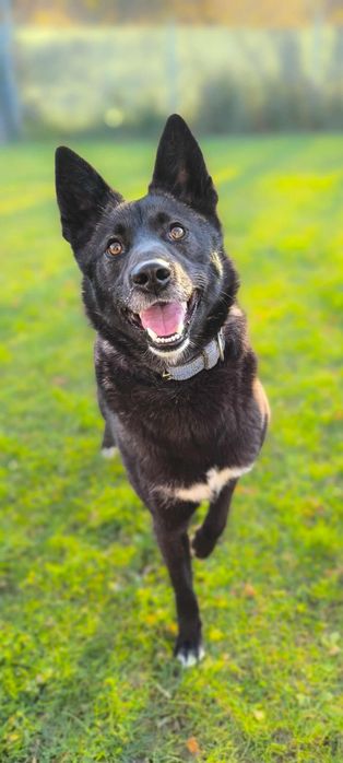 Thora szuka dobry odpowiedzialny domek