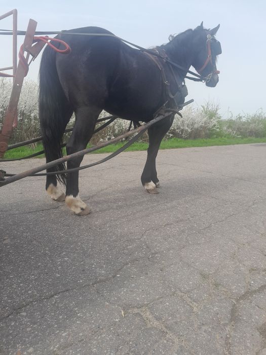 Sprzedam klacz Śląska 4lata