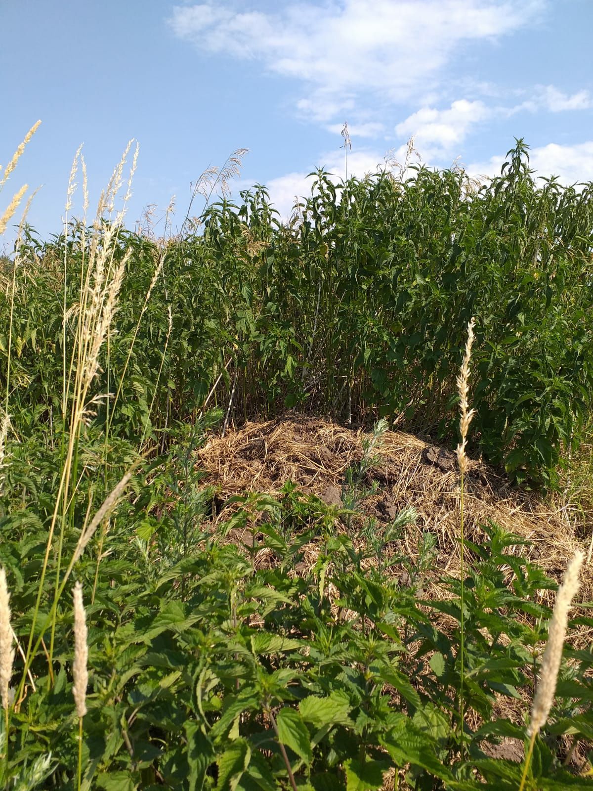 Koszenie trawy ,wykaszanie nieużytków,wycinka krzaków ,rębak do gałęzi