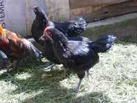 Koguty australorp