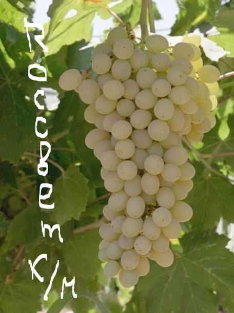 Чобуки (черенки) виноград лоза на розмноження