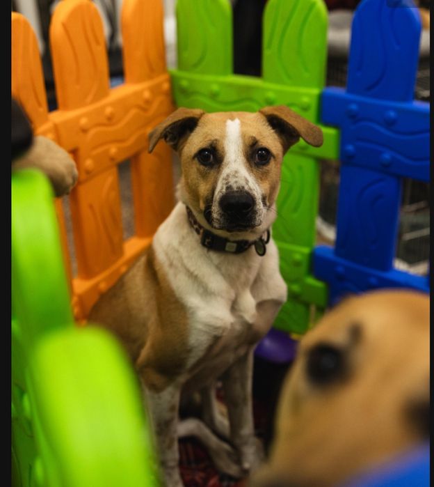 Собака а добрі ручки!