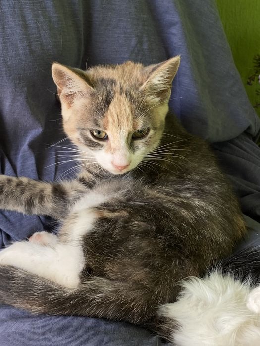Віддамо котенят в хороші руки