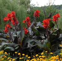 Três rizomas de Canna "Black Knight", Canna "Wyoming" e Canna "Glauca"