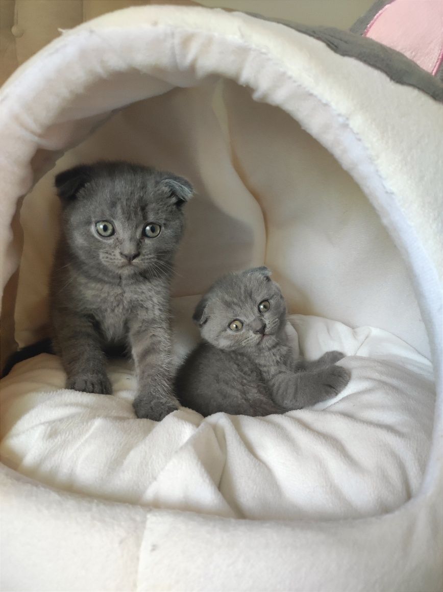 Висловухі шотландські кошенята