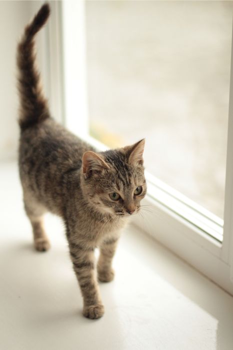 Тактильна кішечка в добрі руки