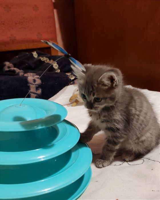 Віддам_ кошеня_ кішки_ фантік