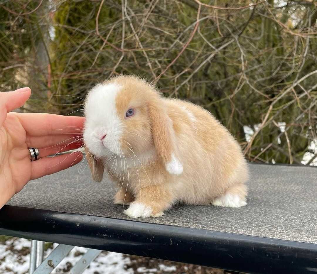 Coelhos anões orelhudos + gaiola nova + alimentação adequad Coelhinhos