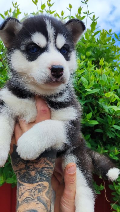 Класная маленькая принцесса