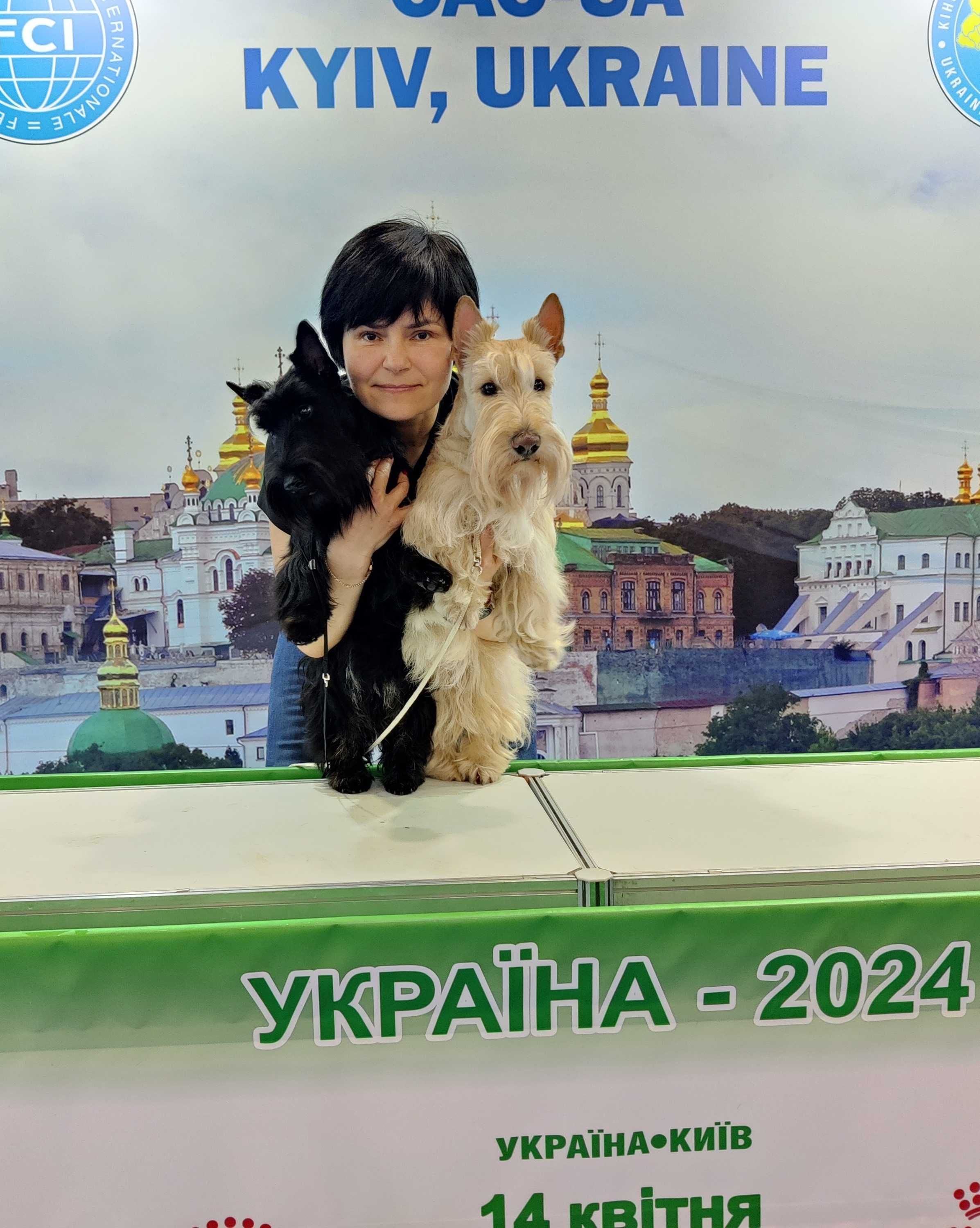 Кобель Скотч тер'єра (Скотч-терьер) (Шотландський) м. Запоріжжя,вязка