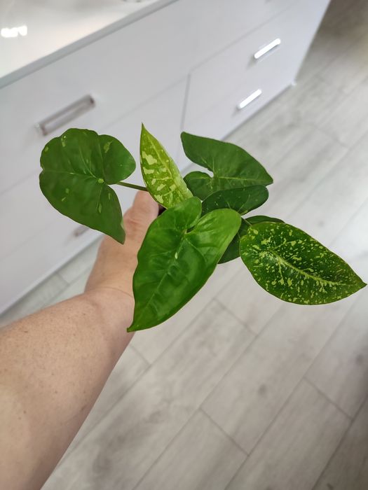 Сингониум Панда, сінгоніум Панда, Syngonium Panda