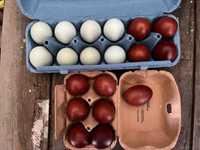 Ovos galados de Marans e Cream Legbar de pura raça