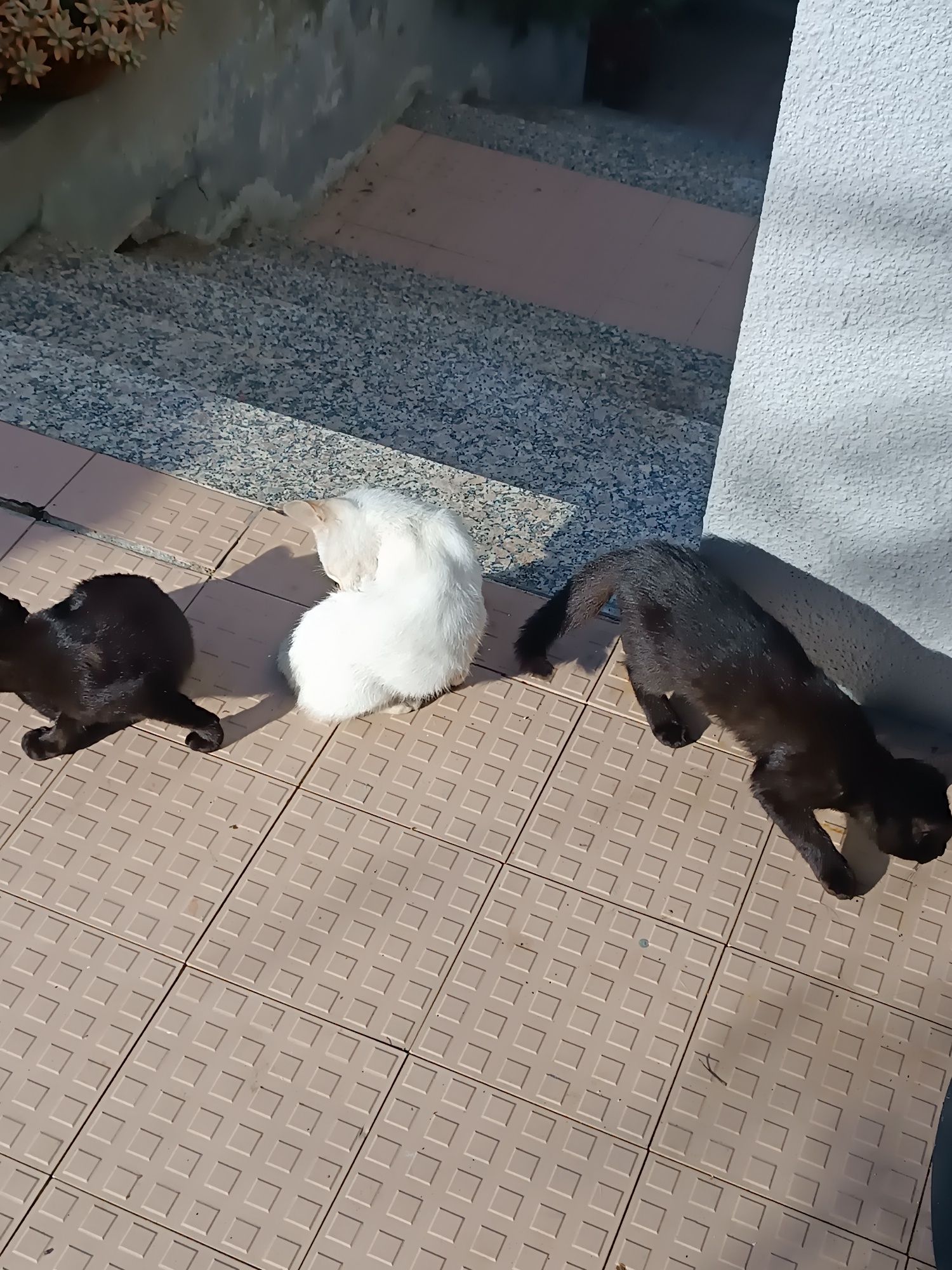 Gatinhos - para Adoção Responsável