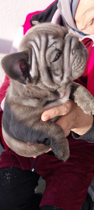 Вип  голубой мальчик