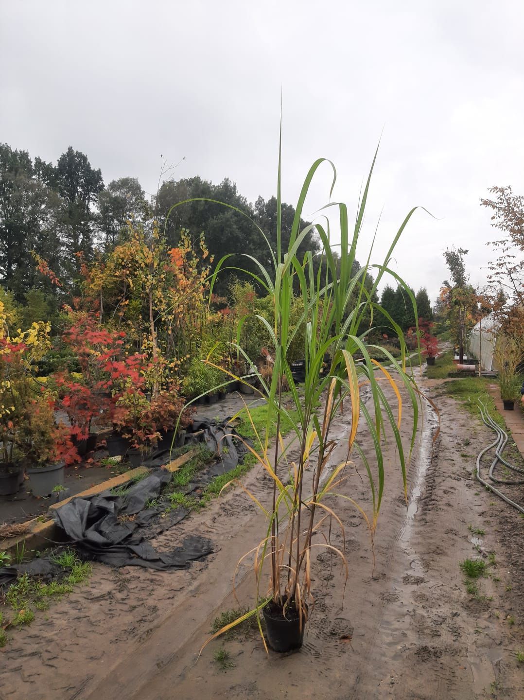 Miskant olbrzymi Miscanthus giganteus doniczka 3L