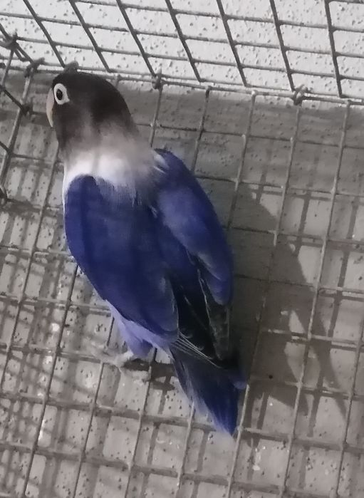 Personata com 2 anos