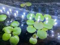 Rośliny akwariowe pływające Limnobium Gąbczaste  duże okazy