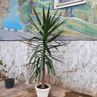 Продам дерево - квітку (пальма)