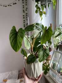 Philodendron mamei