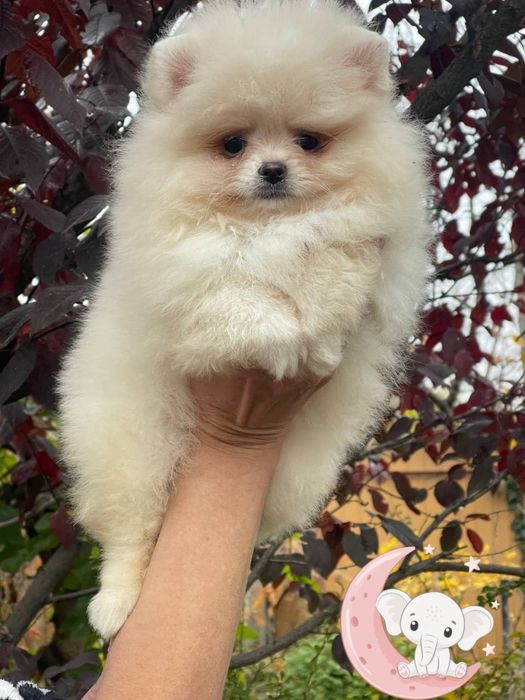 Невероятные малыши померанский шпиц