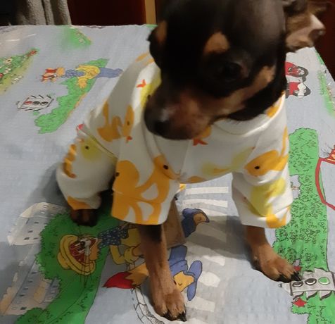 Пижама х/б с уточками для собачки