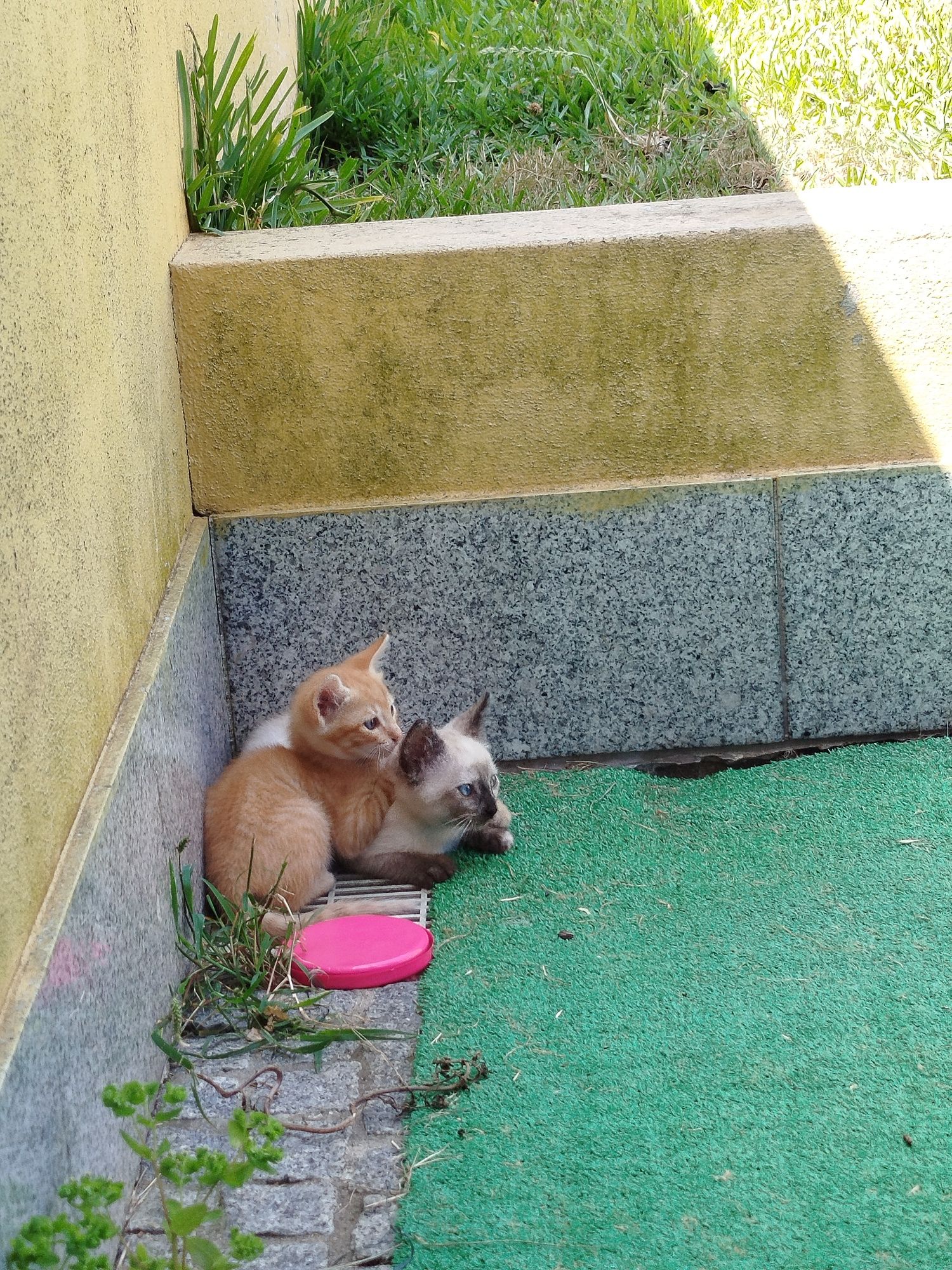 Gatinhas   bebés