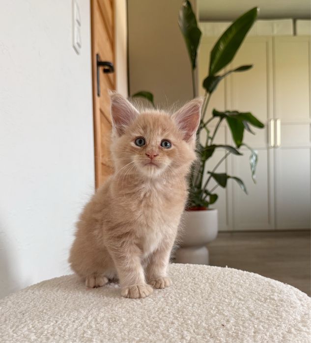 Cudny kocurek Maine Coon