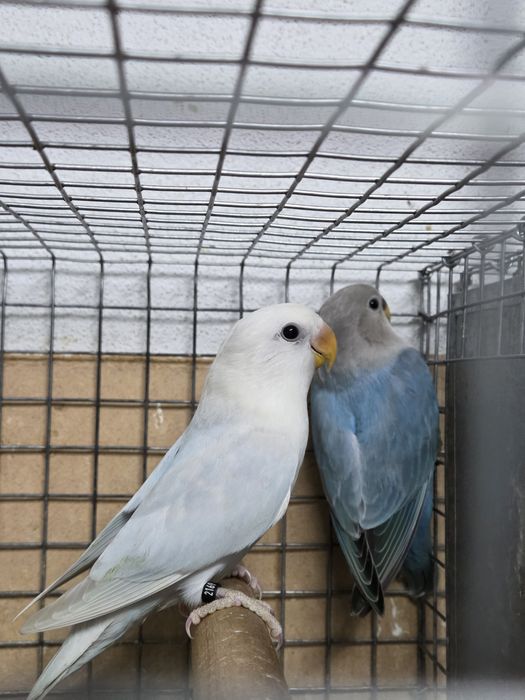 Agapornis Roseicollis