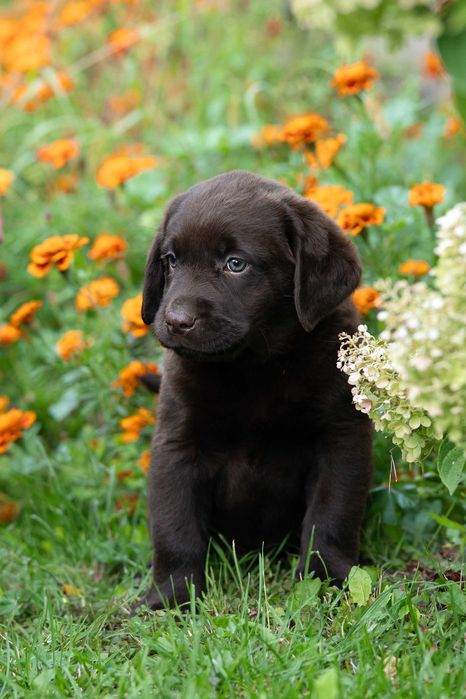 Labrador retriever FCI