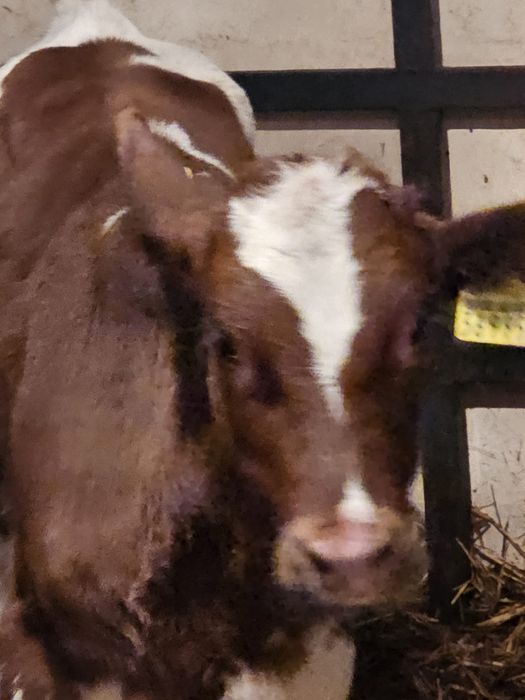 Byczek jałówka odsadki wiek 2 miesiące.