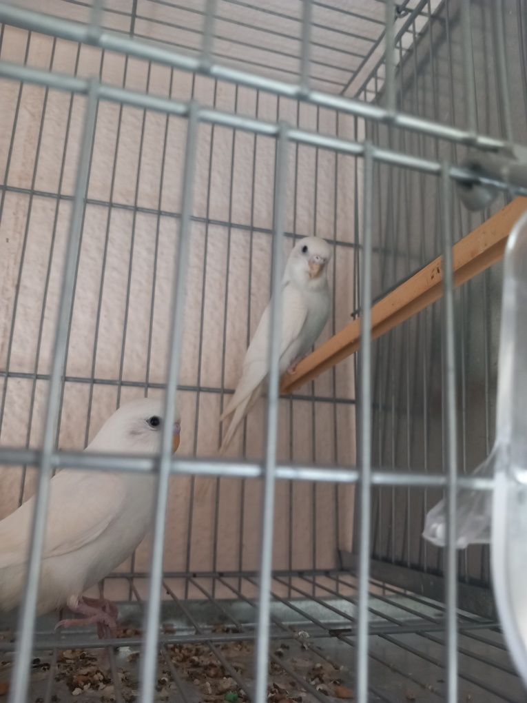 Piriquitos portadores albino